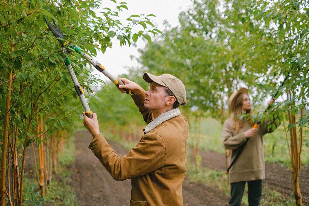 Best Tree Cutting Near Me  in USA